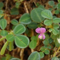 Grona heterophylla (Willd.) H.Ohashi & K.Ohashi